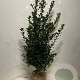 Ilex meserv. Blue Maid 100-125 cm met kluit