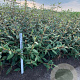 Viburnum 'Pragense' 80-100 cm met kluit