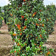 Ilex meserv. Heckenfee 150-175 cm container meerstammig