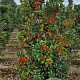 Ilex meserv. Heckenfee 150-175 cm container meerstammig