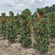 Ilex meserv. Heckenfee 150-175 cm container meerstammig