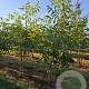 Juglans regia 200-250 cm draadkluit struik