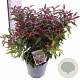 Leucothoe keiskei Burning Love 30-40 cm 5,0L