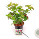 Leycesteria formosa 30-40 cm 3,0L