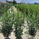 Ligustrum ovalifolium 80-100 cm 7,5L