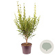 Ligustrum ovalifolium 80-100 cm 7,5L