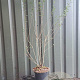 Ligustrum vulg. 'Atrovirens' 60-80 cm 5,0L