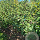 Magnolia 'Genie' 175-200 cm draadkluit meerstammig