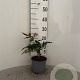 Mahonia aquifolium 20-30 cm 2,0L