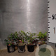 Mahonia aquifolium 20-30 cm 2,0L