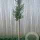 Malus 'Evereste' 10-12 HO 50L