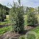 Osmanthus burkwoodii 175-200 cm draadkluit