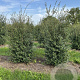 Osmanthus burkwoodii 175-200 cm draadkluit