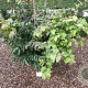 Parrotia persica 'Feliciê' 60-80 cm 10L