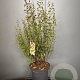 Philadelphus 'Lemoinei' 80-100 cm 7,5L