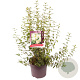 Philadelphus 'Lemoinei' 80-100 cm 7,5L