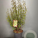 Philadelphus 'Lemoinei' 80-100 cm 7,5L