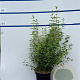 Philadelphus 'Lemoinei' 80-100 cm 7,5L