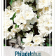 Philadelphus 'Manteau d'Hermine' 30-40 cm 3,0L