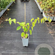 Actinidia a. 'Geneva' GM C1.5