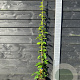 Actinidia a. 'Issai' 150-175 cm vierkant rond 5,5L