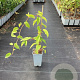 Actinidia a. 'Ken's Red' GM C1.5