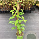 Actinidia a. 'Red Jumbo' GM C3