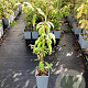 Actinidia a. 'Weiki' 50-60 cm C1.5