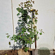 Acer campestre 100-125 cm met kluit