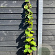 Actinidia deliciosa 'Jenny' 150-175 cm vierkant rond 5,5L