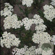 Achillea fil. 'Heinrich Vogeler' GM P9