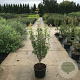 Acer griseum 100-125 cm 20L