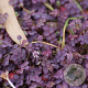 Acaena inermis 'Purpurea' GM P9