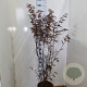 Acer pal. 'Atropurpureum' 125-150 cm 15L