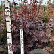 Acer pal. 'Bloodgood' 100-125 cm met kluit