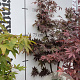 Acer pal. 'Bloodgood' 100-125 cm met kluit
