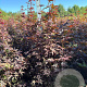 Acer pal. 'Bloodgood' 125-150 cm met kluit
