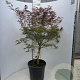 Acer pal. 'Garnet' 100-125 cm 25L