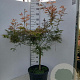 Acer pal. 'Garnet' 80-100 cm 2,5L
