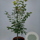 Acer pal. 'Osakazuki' 100-125 cm 15L
