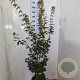 Acer pal. 'Osakazuki' 125-150 cm 15L