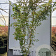 Acer pal. 'Sangokaku' 150-175 cm 25L