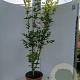 Acer shirasawanum 'Jordan' 125-150 cm 15L