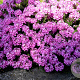 Aethionema armenum 'Warley Rose' GM P9