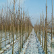 Aesculus carnea 'Briotii' 8-10 HO draadkluit