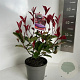 Photinia fraseri 'Camilvy' 20-30 cm 2,0L