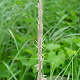 Ammophila breviligulata GM P9
