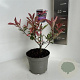 Photinia fraseri Pink Marble 20-30 cm 2,0L