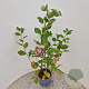 Amelanchier lamarckii 80-100 cm 4,5L