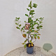 Amelanchier lamarckii 80-100 cm 4,5L